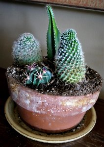 Cacti Collection with addition of Mexican Barrel Cactus from Etsy