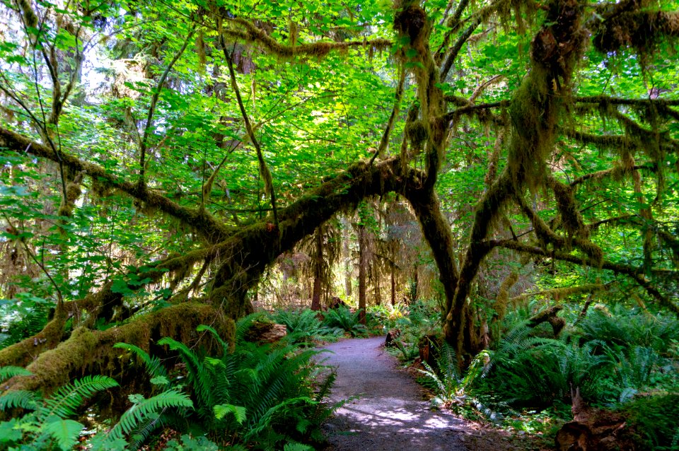 Olympic National Park
