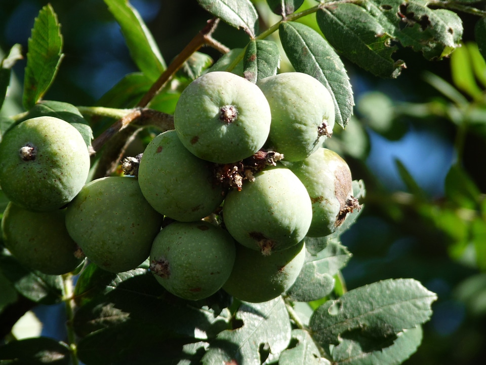 October fruit harvest