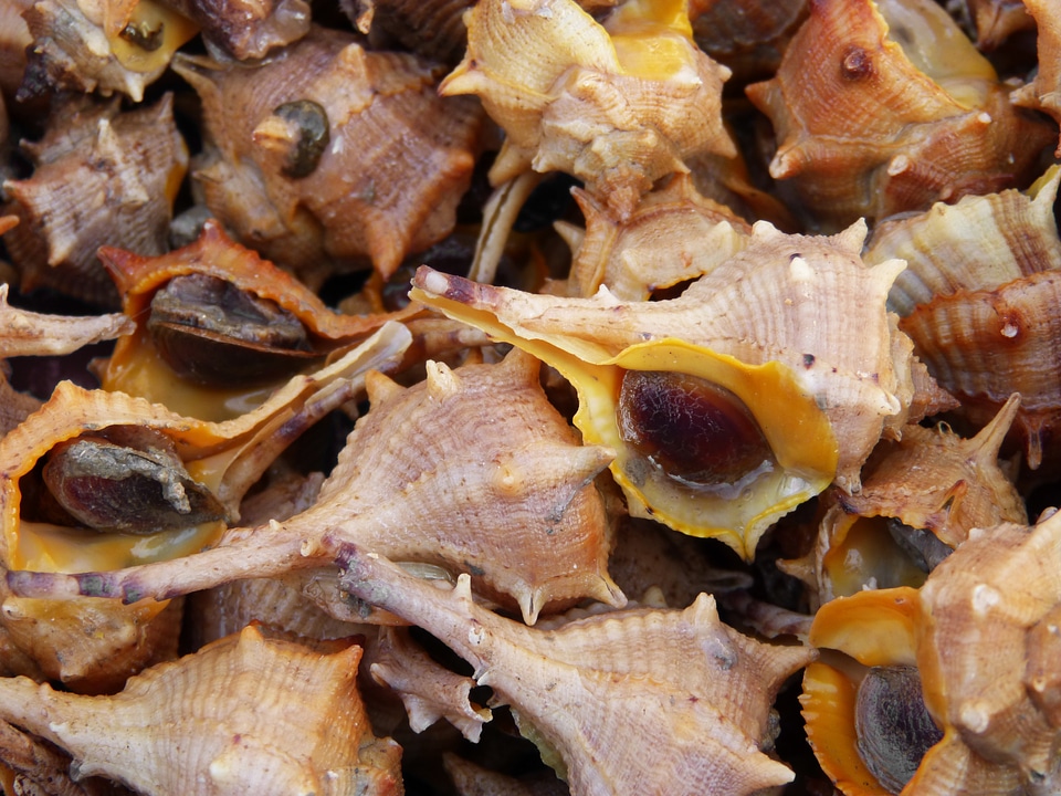 Whelks fish sea shells