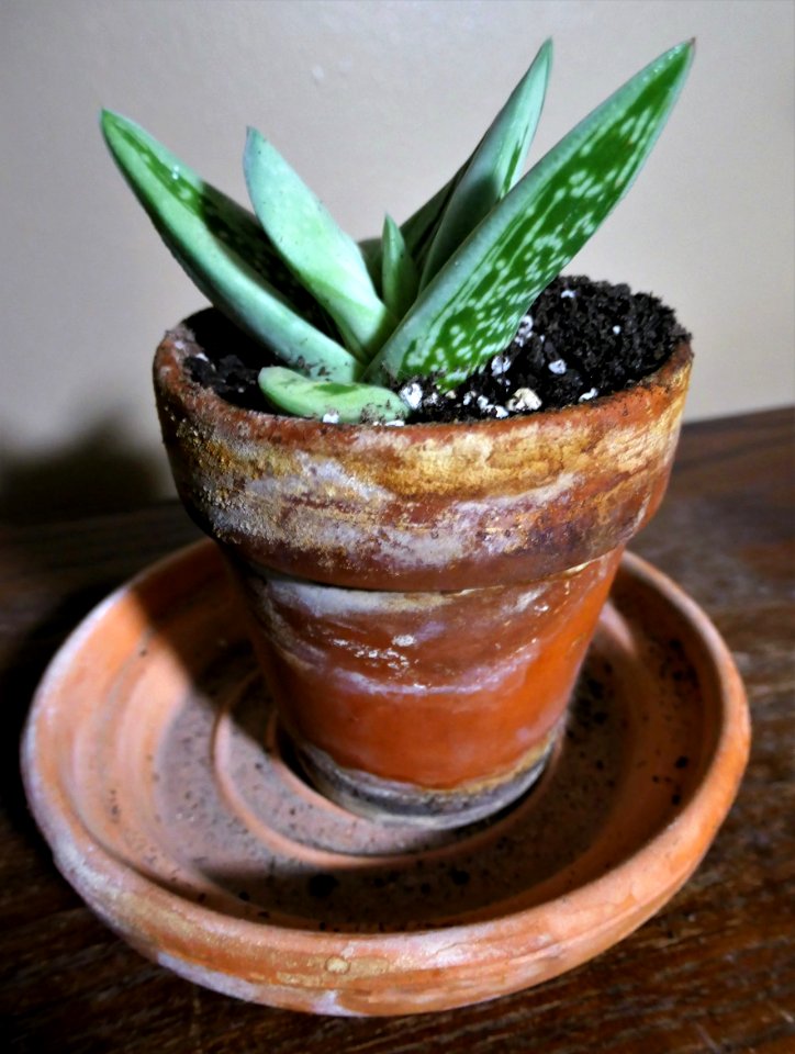 Gasteraloe ‘Green Ice’