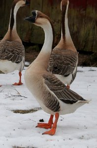 Chinese goose