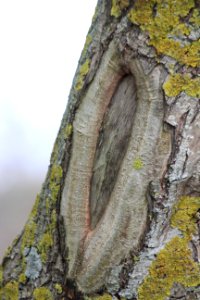 CAMILLE MORENOS - Arbre vulve