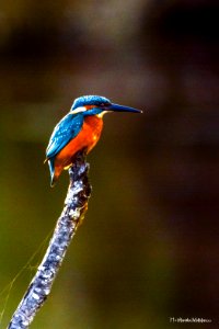 Guarda-rios (Alcedo atthis)