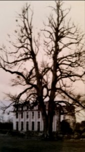 CAMILLE MORENOS - desastre