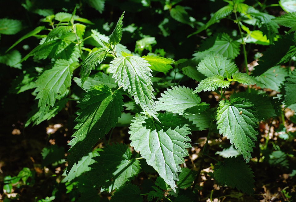 Nature sunbeam medicinal herb