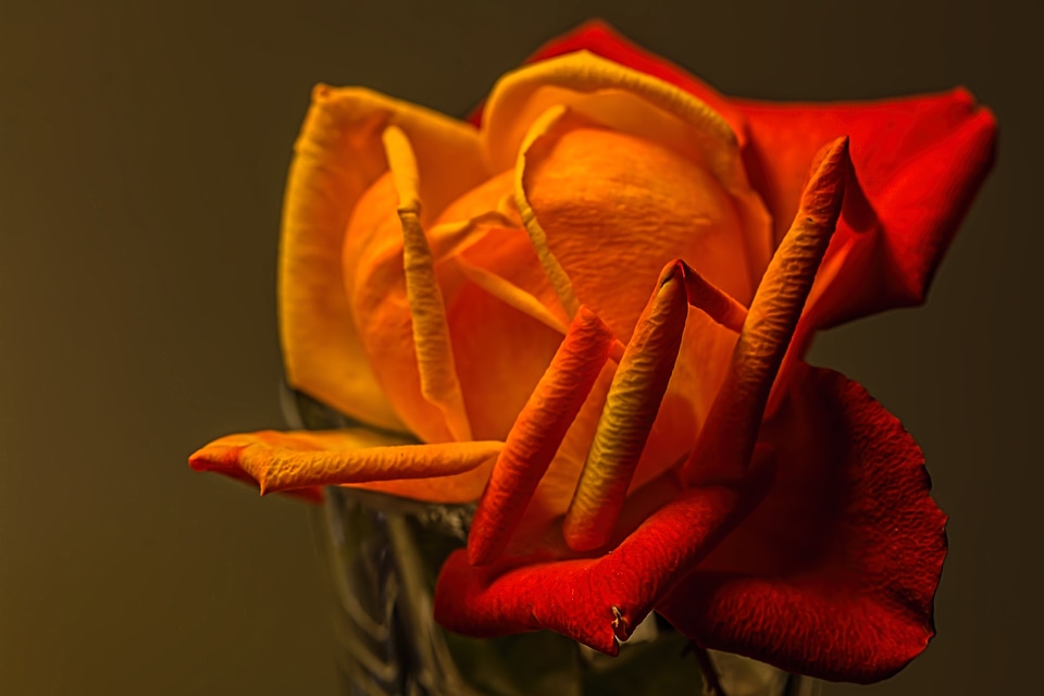 Petal romance flower photo