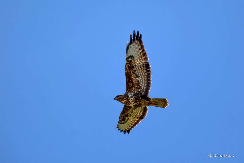Aguia-de-asa-redonda ou Bútio-comum  (Buteo buteo)