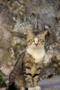 CAMILLE MORENOS - Chat des rues