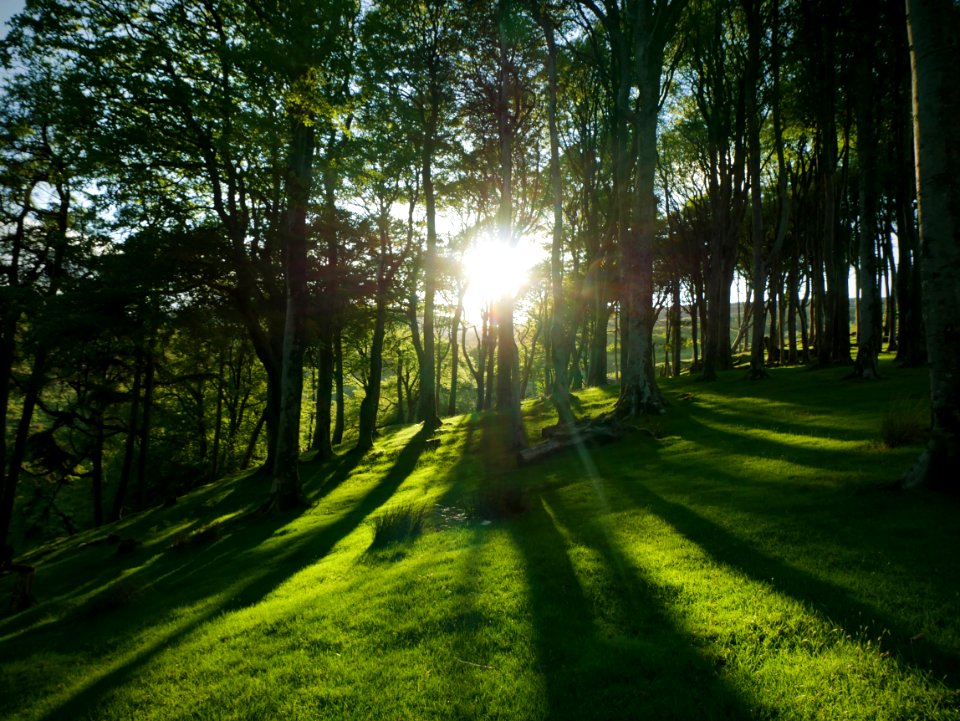 Montpelier Woods, Isle of Man