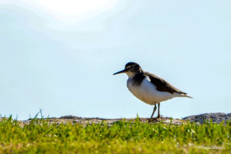 Maçarico-das-rochas (Actitis hypoleucos)