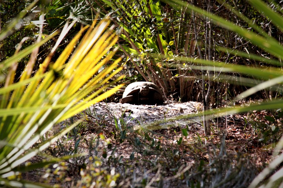 tortoise 2