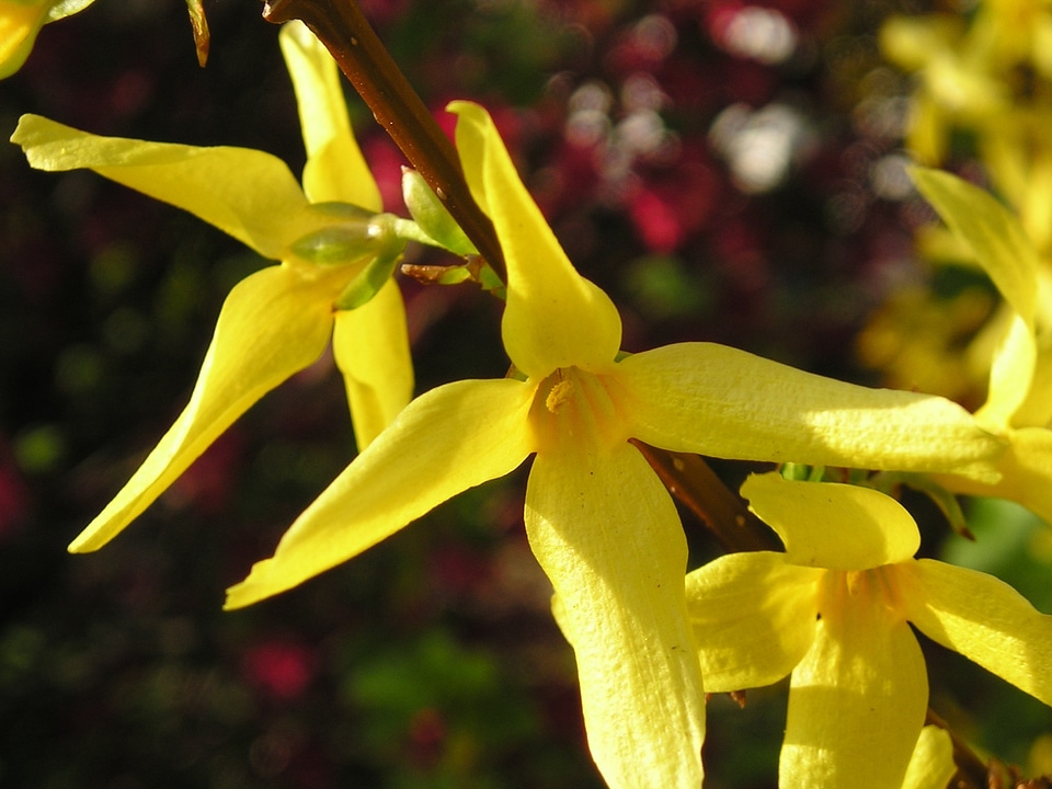 Bush plant garden forsythia