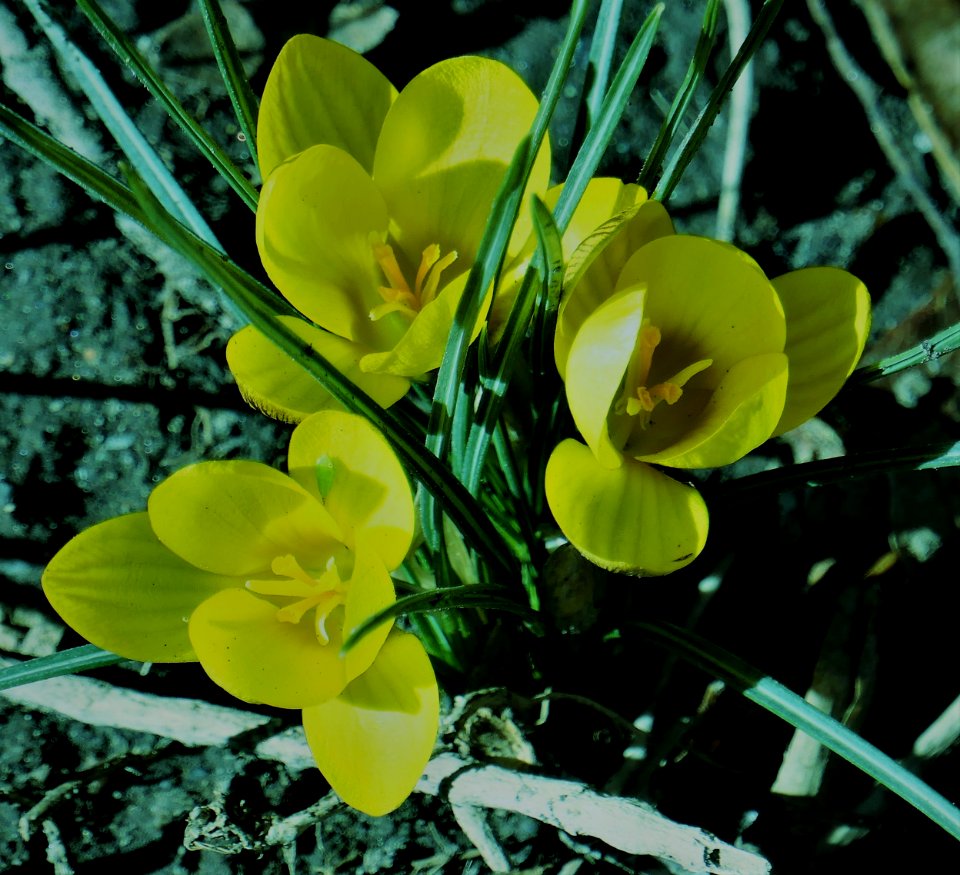 Crocus in Bloom