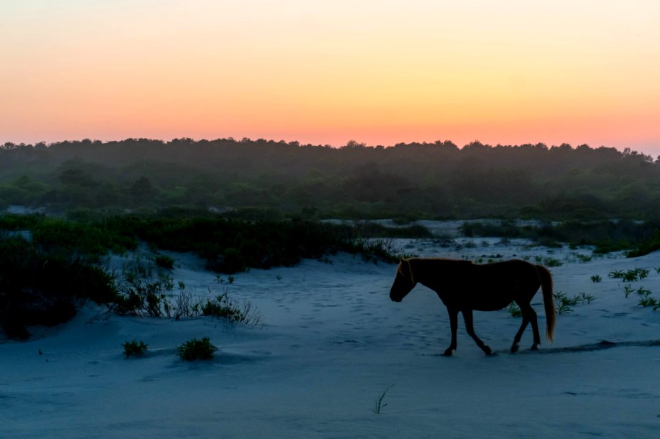Assateague Island, Maryland