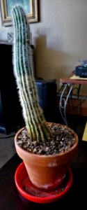 Potrait of a Cactus of Humble Origins