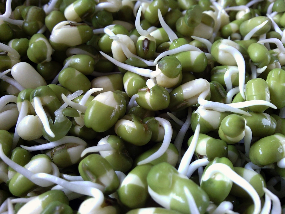 Bean sprouts nuts peas