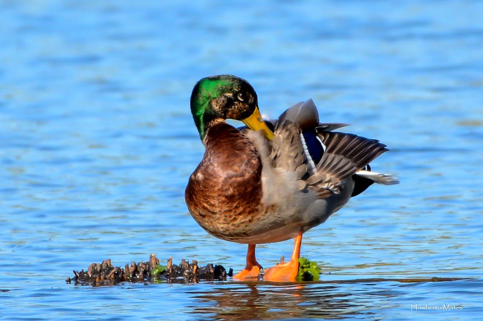 Pato-real Anas platyrhynchos photo