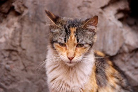 CAMILLE MORENOS - Chat des ruelles