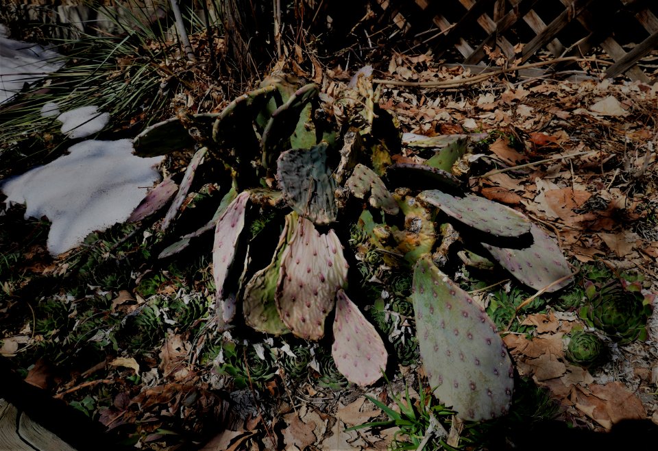 Hen and Chicks surround still dormant Prickly Pear