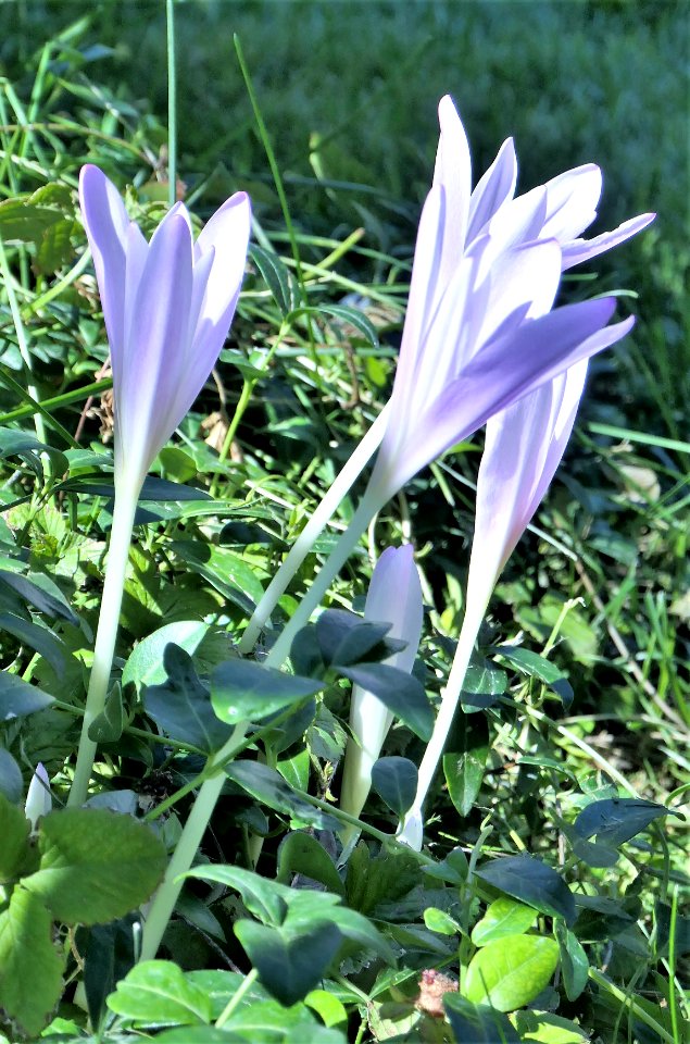 Autumn Crocus
