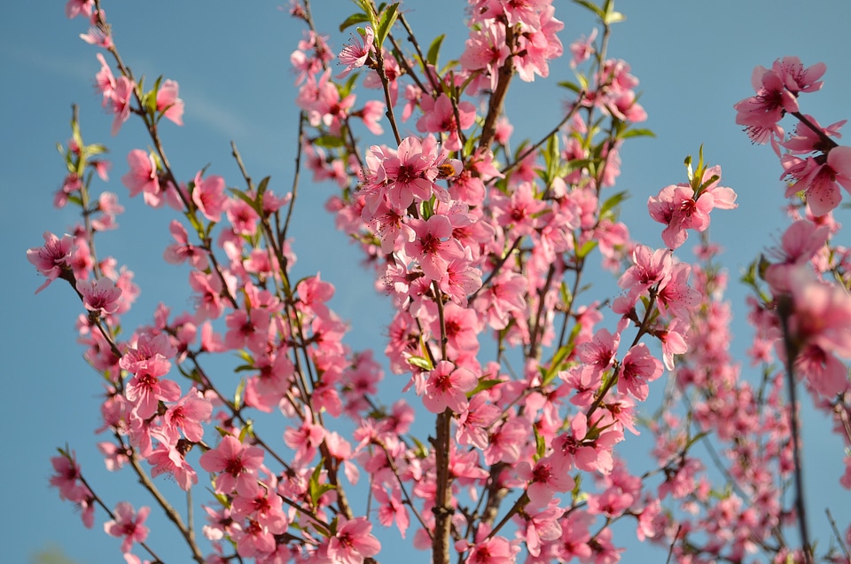 Flowering tree peach blossoms handsomely