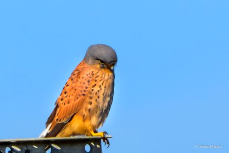 Peneireiro Falco tinnunculus photo