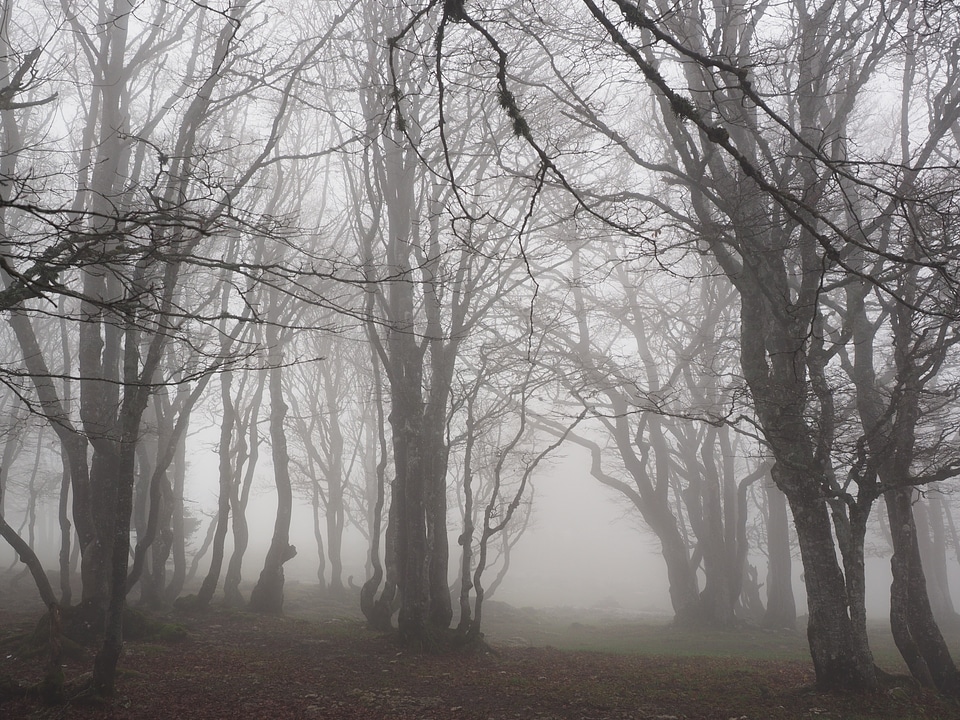 Trees tree trunks book