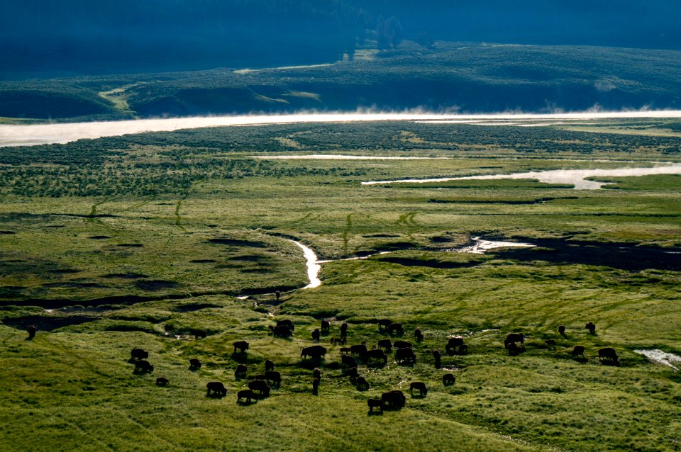 Bison, Yellowstone National Park