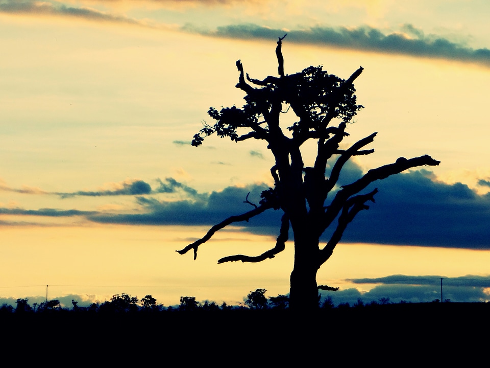 Plant backlight landscape