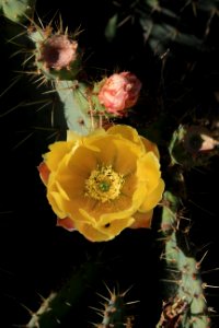 Stéphanie Baumard - Fleur de cactus