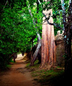 Magical, mystical Angkor, The trail towards Gate of the dead photo