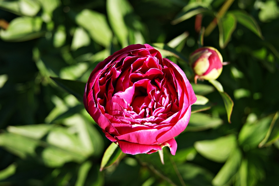 Spring garden blooms