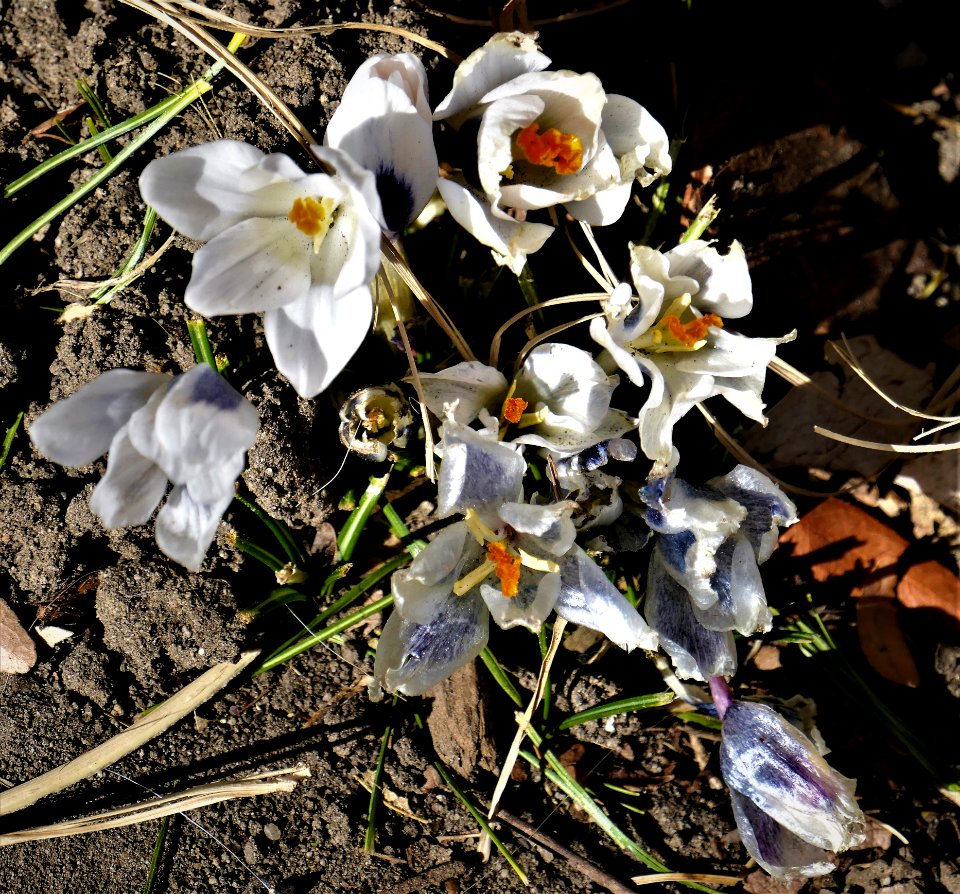 The First Crocus of Spring