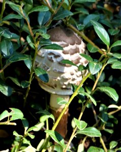 Mushroom amidst the groundcover. photo