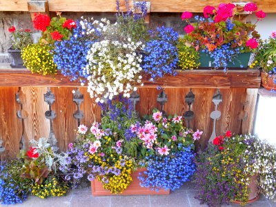 Sud Tyrol flowers
