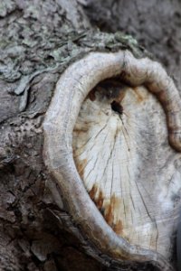 CAMILLE MORENOS - Blessure d'arbre