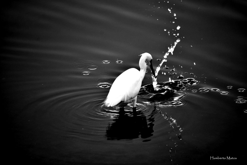 Garça-branca-pequena (Egretta garzetta)
