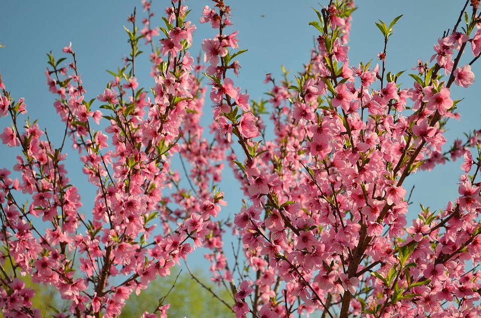 Flowering tree flowers branch