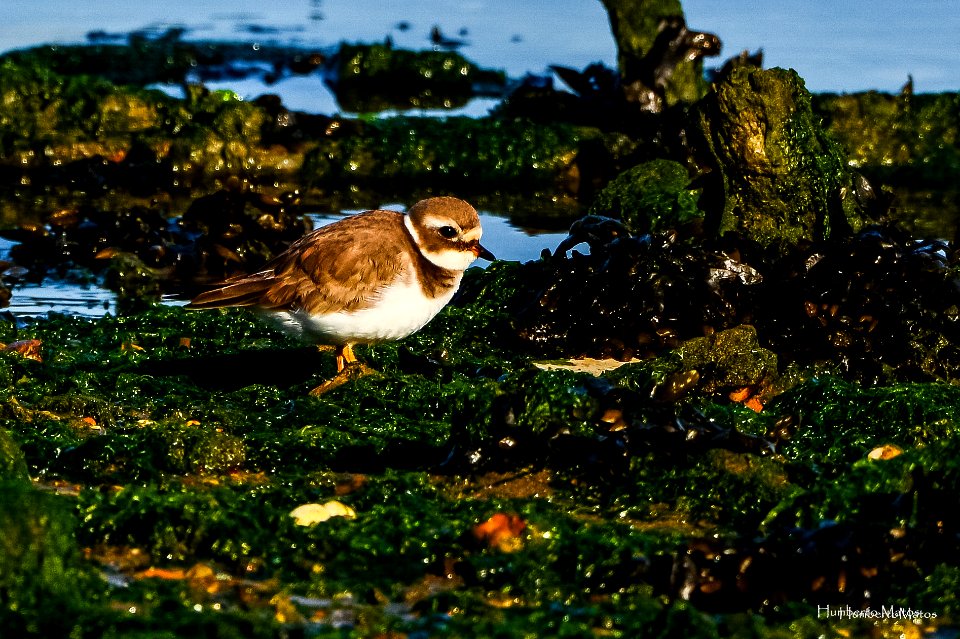 Borrelho-grande-de-coleira (Charadrius hiaticula)