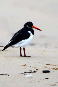 Ostraceiro (Haematopus ostralegus)