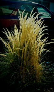 Dead Grass has Life