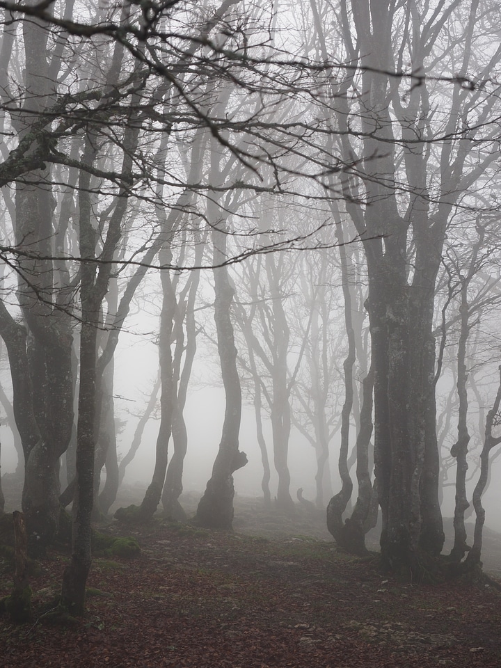Trees tree trunks book