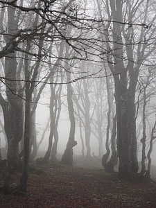 Trees tree trunks book photo