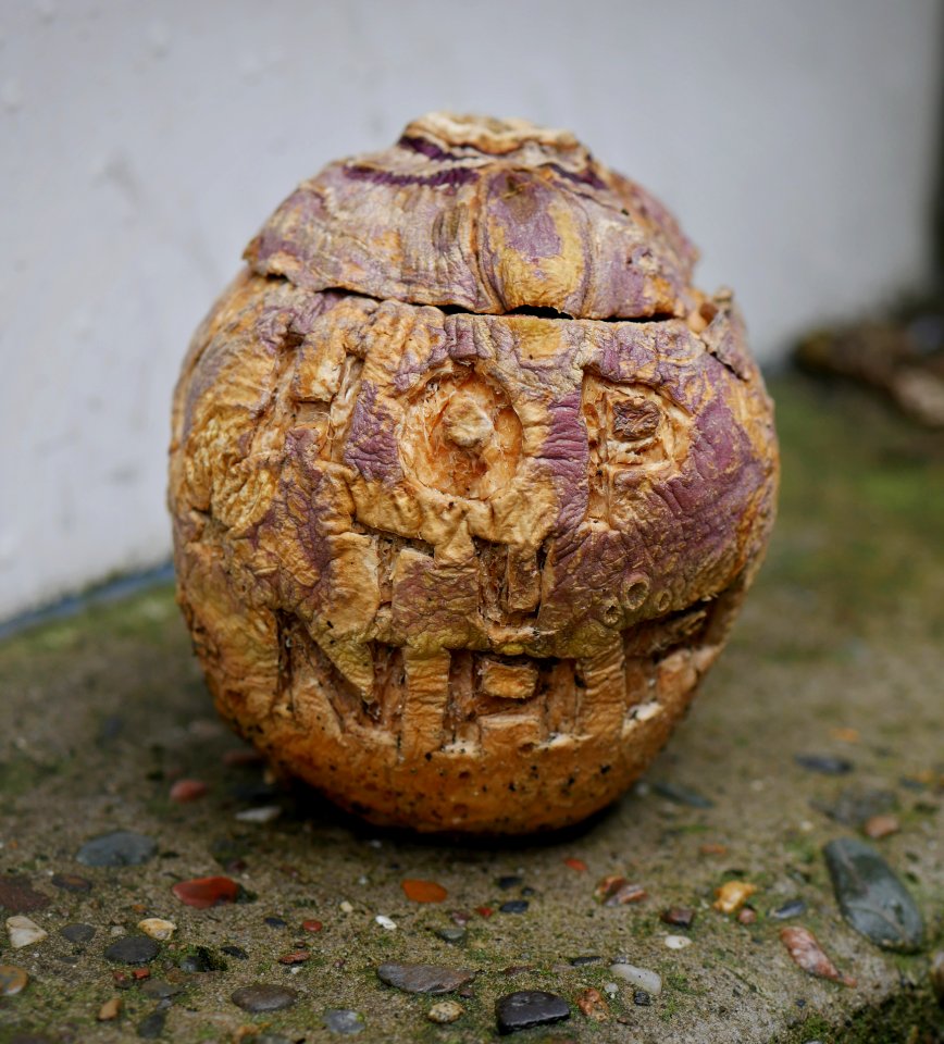 Hop tu Naa turnip wrinkling with age in November 2017