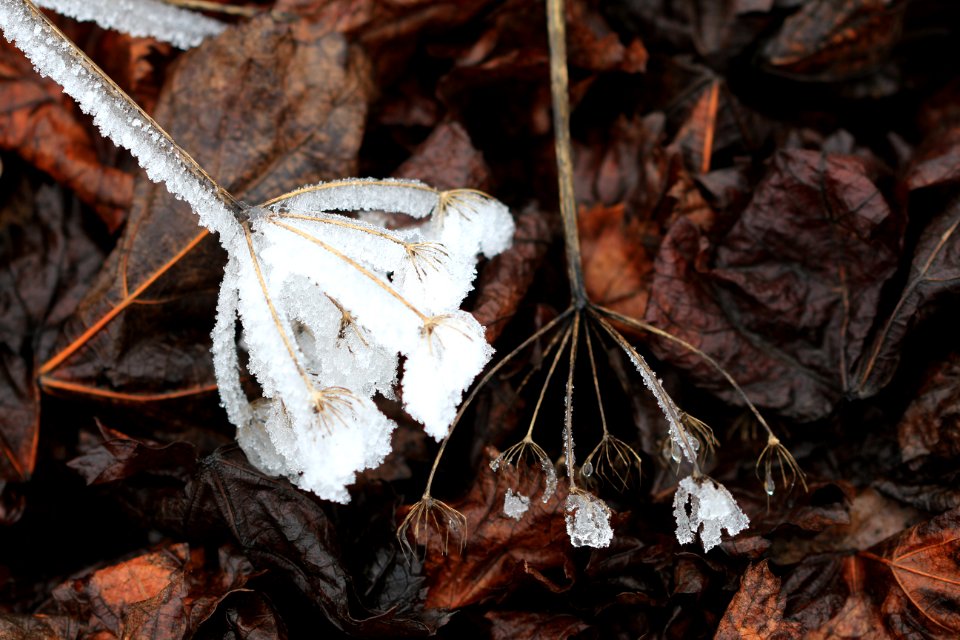 Givre - Stéphanie Baumard