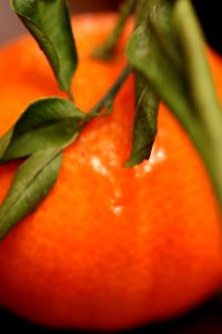 CAMILLE MORENOS - zest orange