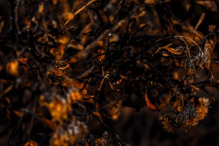 Hidden Spider