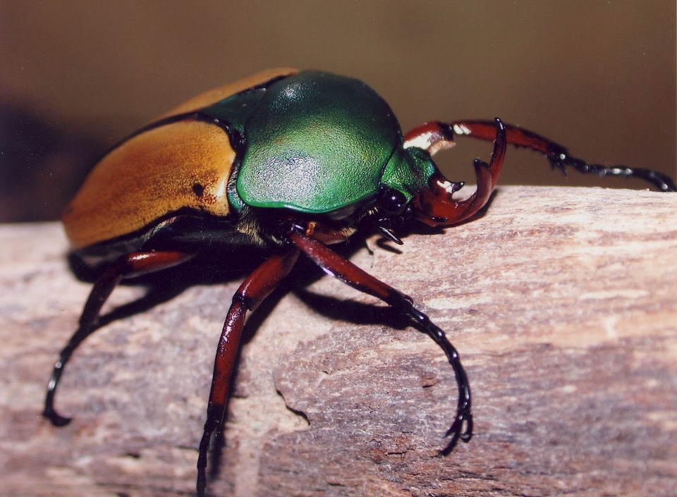 Cetonia insect nature