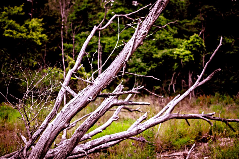 The Branching Dead